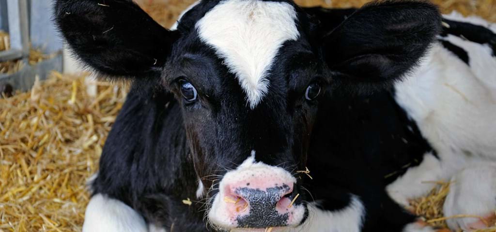 Foderfremstillingsløsning til kvæg, jersey køer, malkekvæg, kalve fra SKIOLD