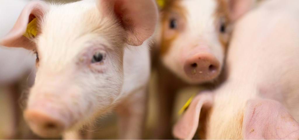 Løsninger til svinefarme | Høj ydeevne & Dyrevelfærd | SKIOLD 