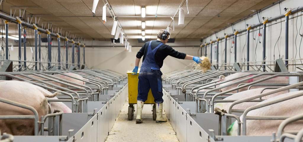 SKIOLD farestald - kassesti