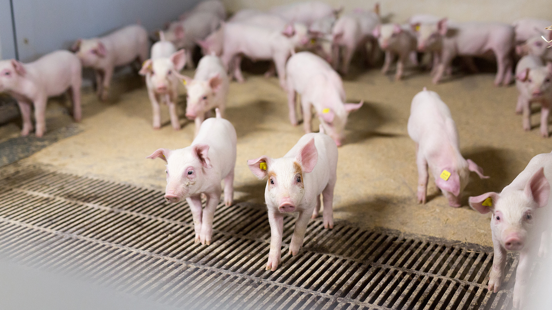 SKIOLD smågrisestald | Staldgulv med beton og støbejernsriste