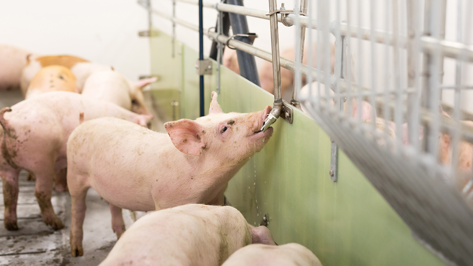 SKIOLD slagtesvinestald | Drikkeventil