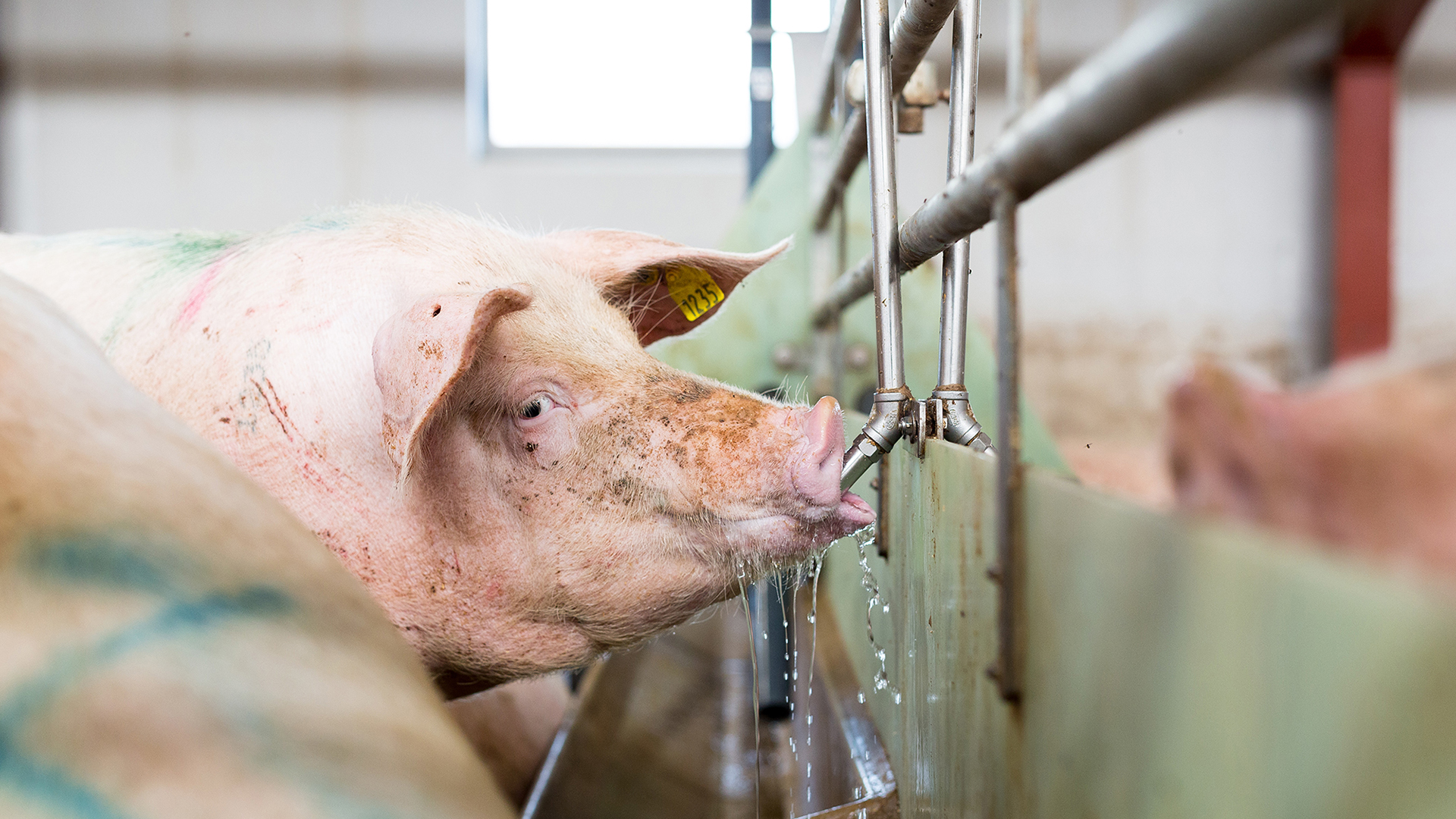 SKIOLD drægtighedsstald | SKIOLD løbestald | Drikkeventil