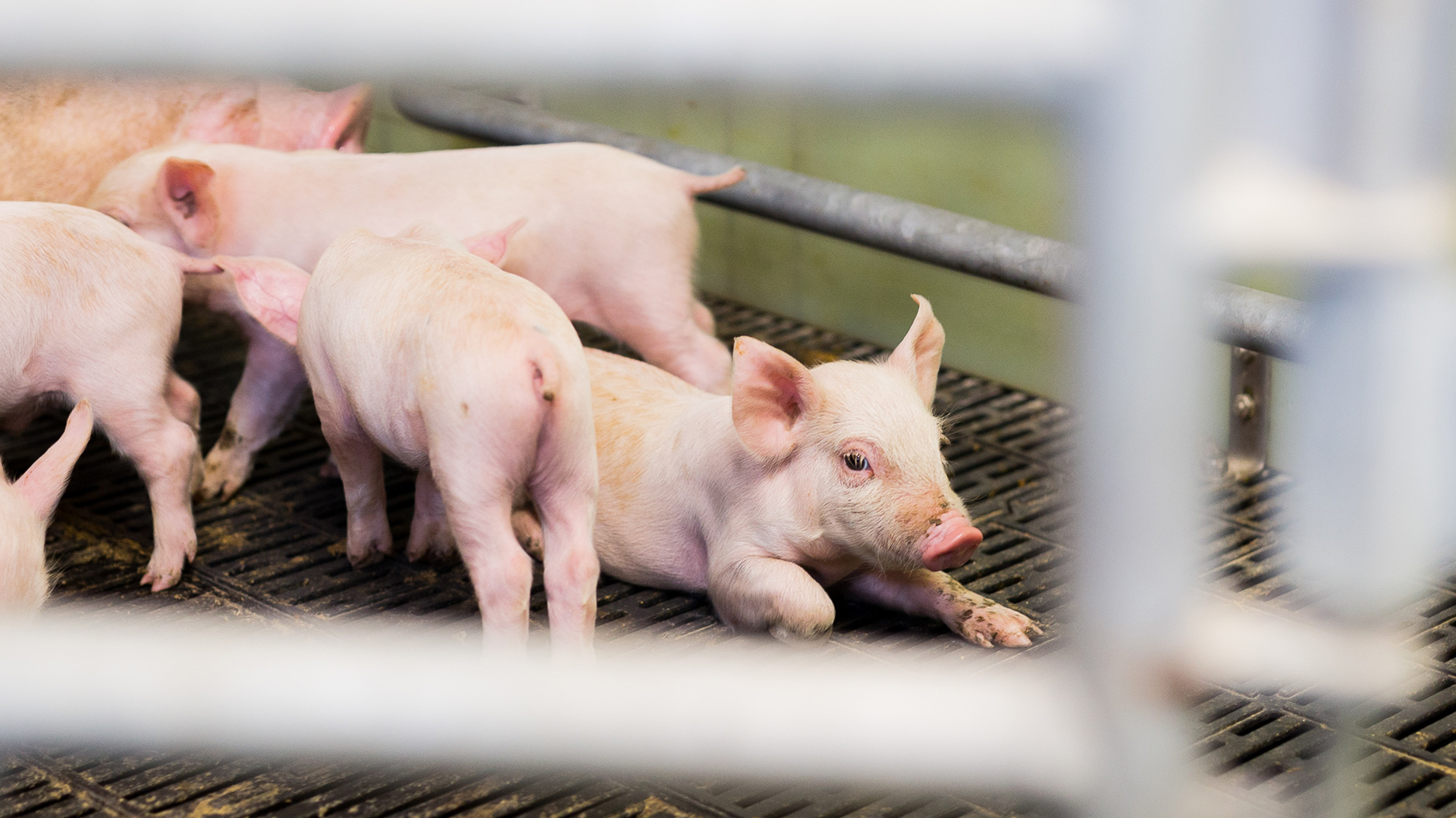 SKIOLD farestald til løse søer  | Staldgulv med plastriste