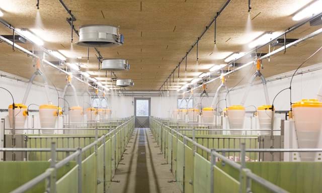 Sprinkling System for pig farms | SKIOLD