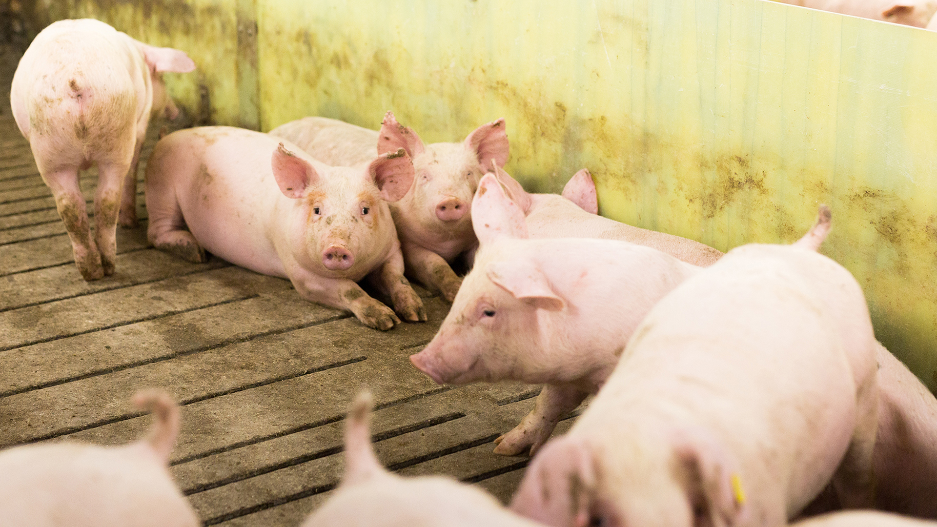 SKIOLD smågrisestald | Staldgulv med spalter