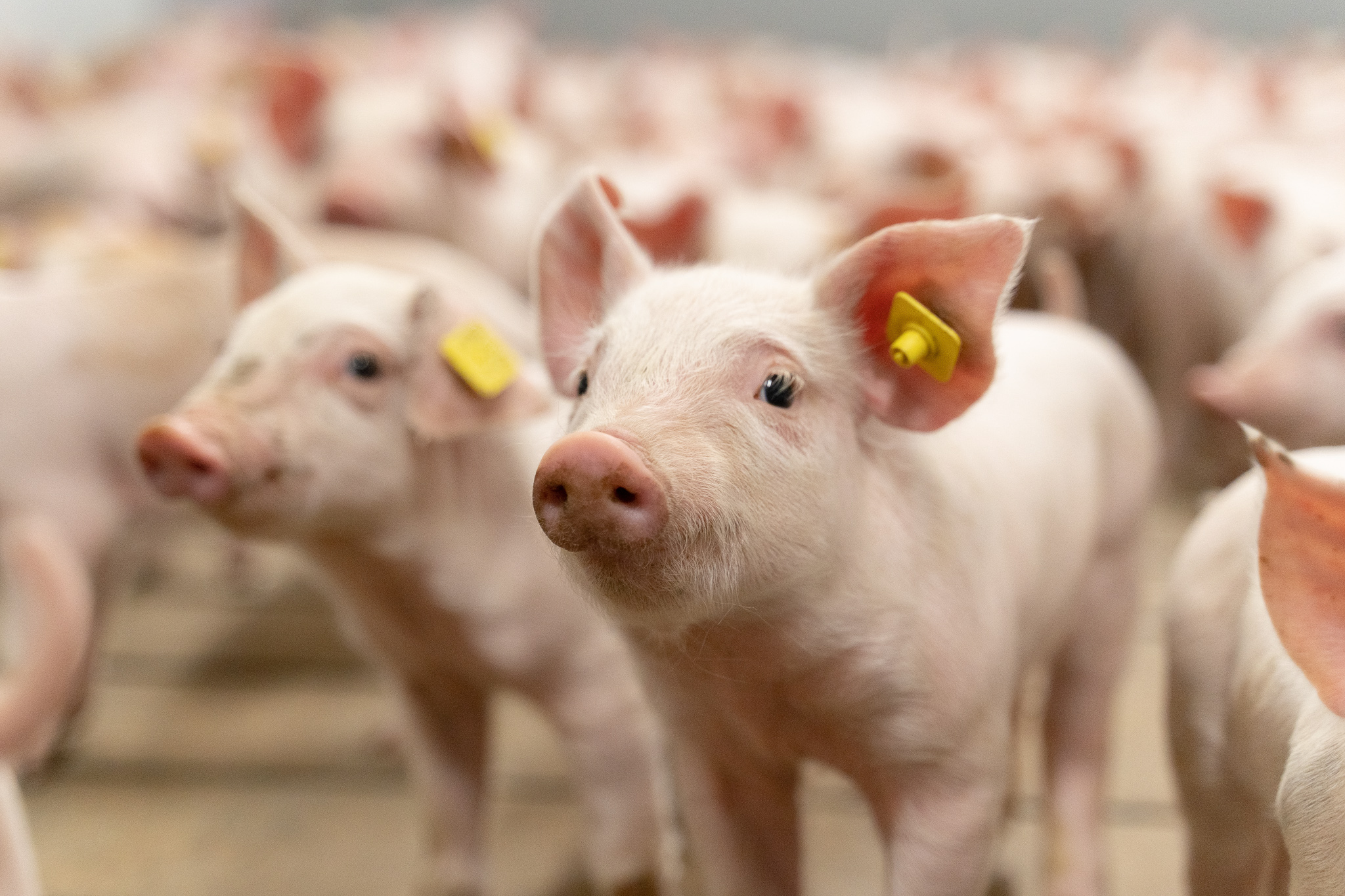 Complete solutions for modern pig farms | SKIOLD